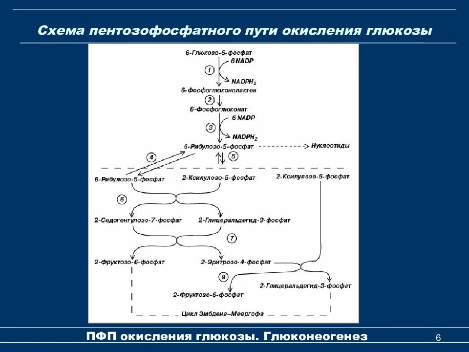 Схема процесса пентозофосфатный путь превращения Глюкозы. Глюкозо-6-фосфата в 6-фосфоглюконат. Пентозофосфатный путь (ПФП). Пентозофосфатный путь окисления биохимия.