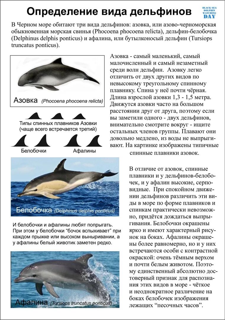 Дельфины афалины живут в черном море. Дельфины в чёрном море Афалина и белобочка. Виды дельфинов обитающих в черном море.