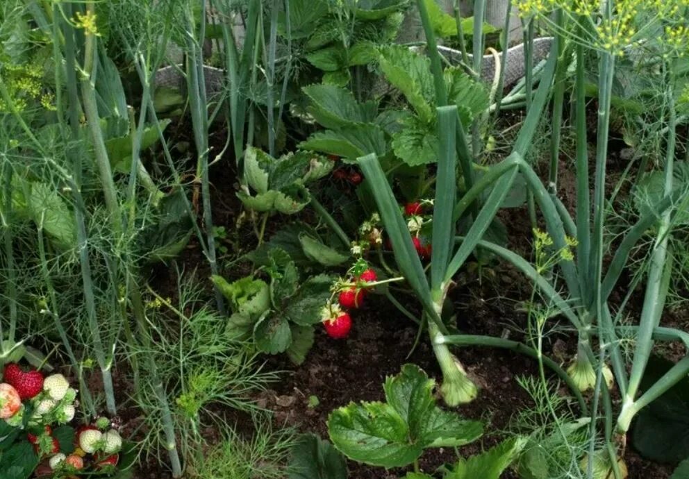 Можно ли сажать петрушку рядом. Лук рядом с клубникой. Грядка для земляники. Клубника смешанные грядки. Грядки для клубники.