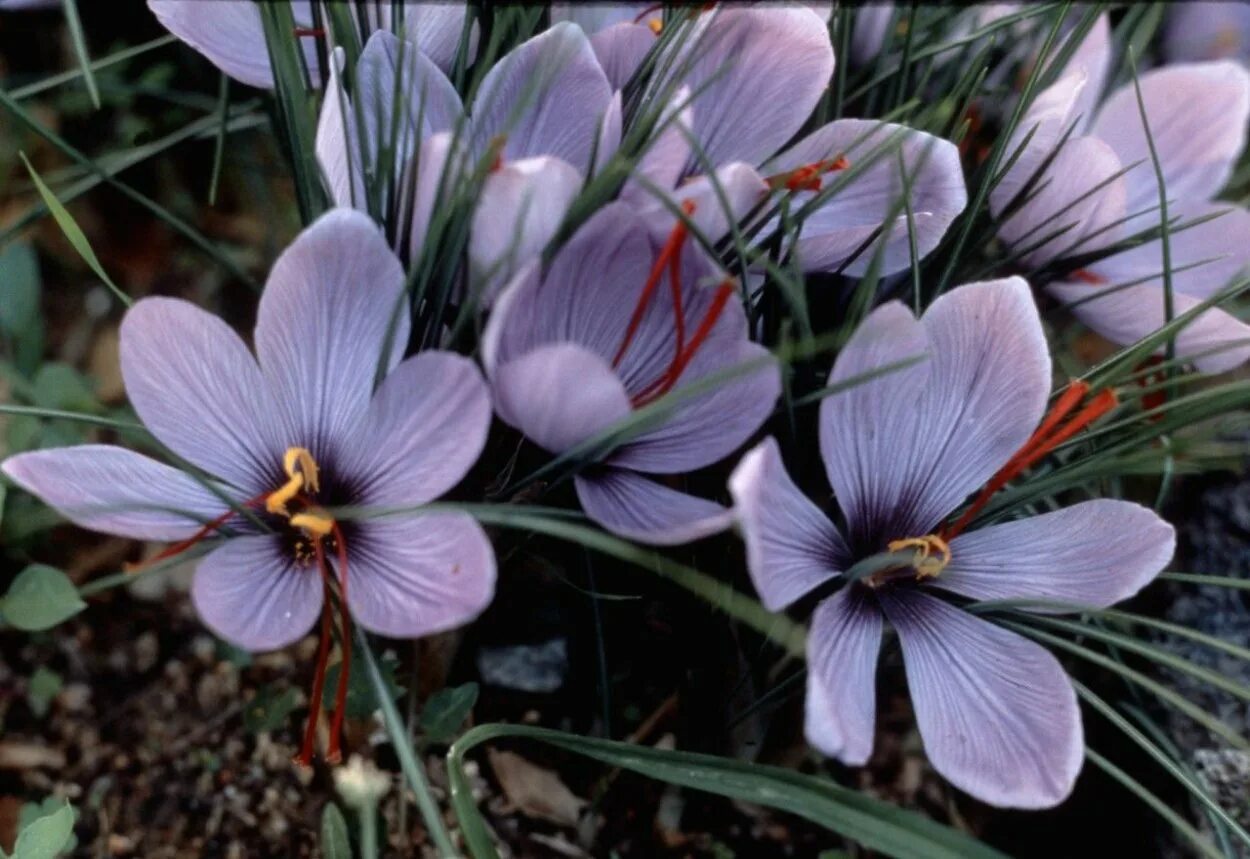 Шафран посевной. Sativus Saffron Крокус. Крокус Шафран посевной. Рокус (Шафран) посевной (Crocus sativus). Осенний Крокус безвременник луковица.