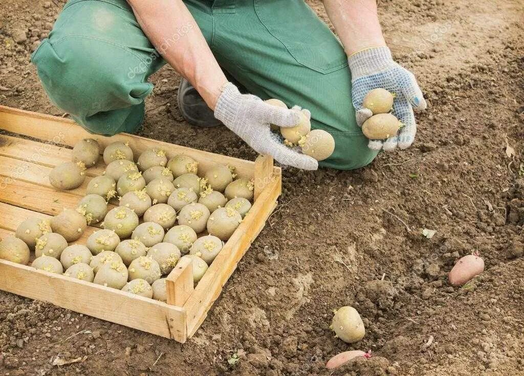 Посадка картофеля. Посев картошки. Посадка раннего картофеля. Сажание картошки. Когда можно сажать картошку в 2024 году