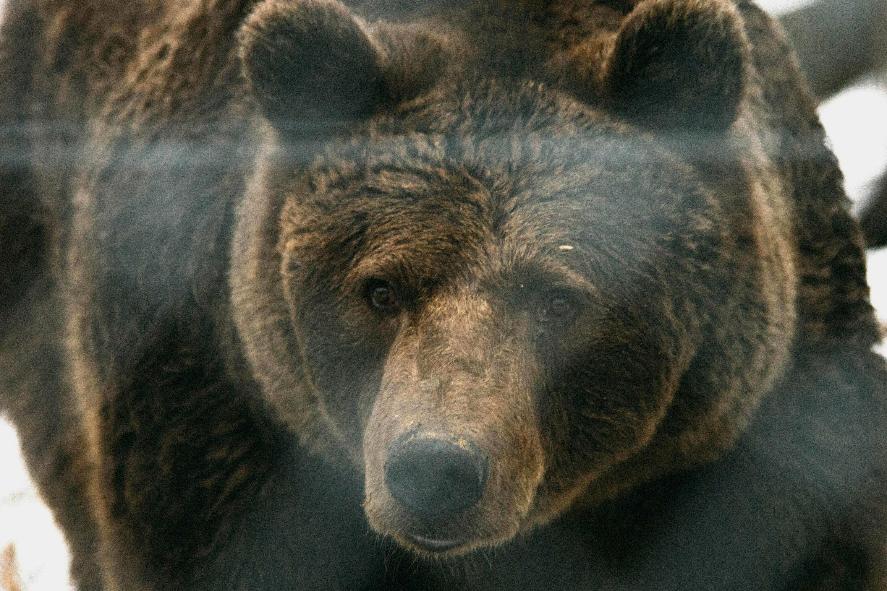 Опасны ли медведи. Грозный медведь Гризли. Самый опасный медведь в мире Гризли. Медведь Гризли шатун. Ревущий медведь.
