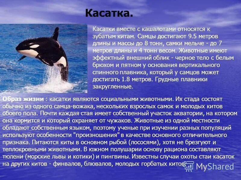 Касатка кратко. Касатка описание. Строение касатки. Информация о касатке. Сообщение о касатке.