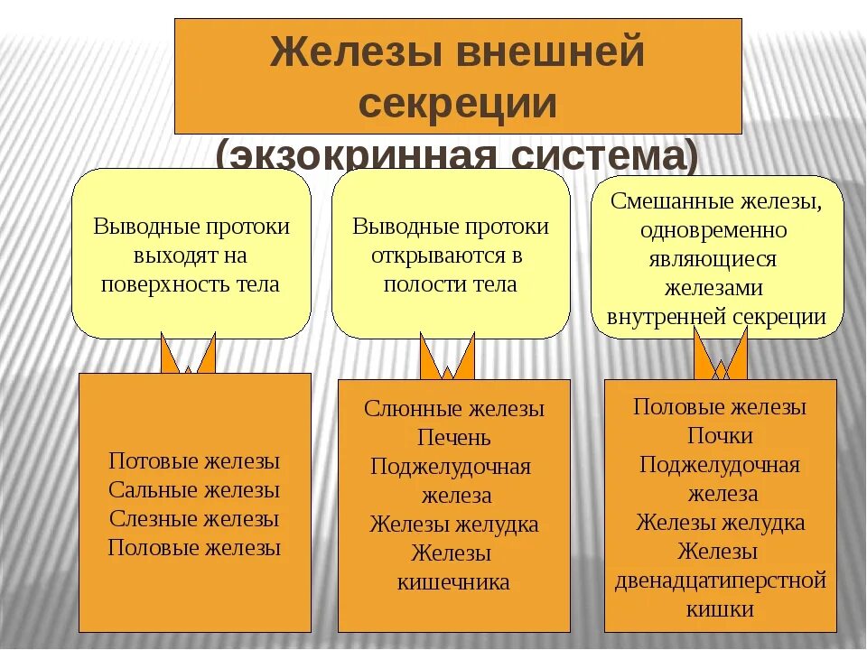 Основные группы желез. Железы внешней секреции характеристика. Железы внутренней м внешней секреции. Функции желез внешней секреции таблица 8 класс. Железо внешней секреции.