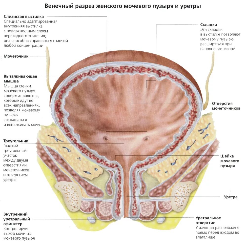 мочевой пузырь анатомия у женщин и матка. мочеполовая система выделительная система. мочевое строение женщины. строение мочеполовой системы у женщин. анатомия матка и мочевой пузырь.
