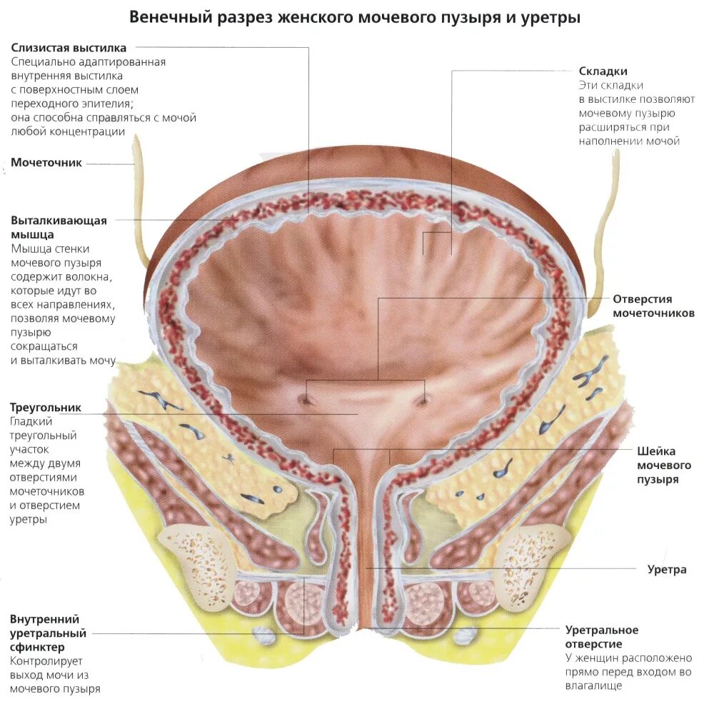 Строение мочевого пузыря мочеиспускательного канала. Строение мочевого пузыря анатомия. Мочевой пузырь анатомия у женщин. Анатомия уретры и мочевого пузыря у женщин. Строение мочевого пузыря в разрезе.