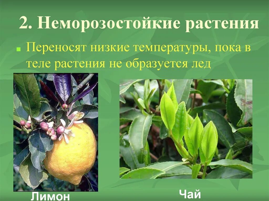 Цветы влаголюбивые и засухоустойчивые. Растениях перенос. Неморозостойкие растения. Растениях перенос. Перевалки растений.
