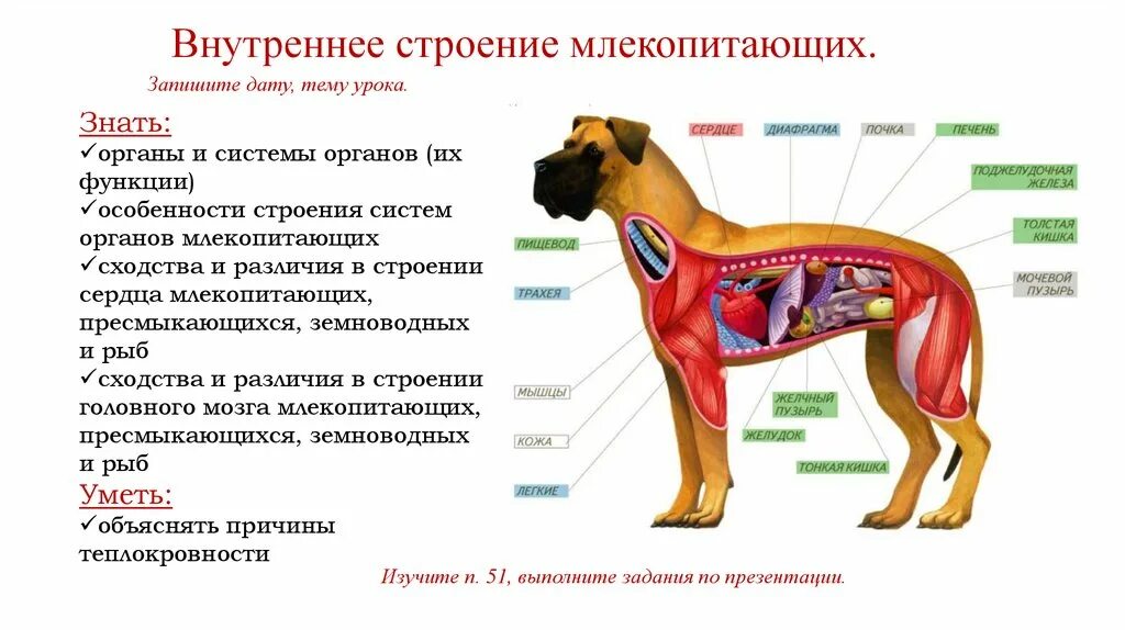 Внутреннее строение млекопитающих презентация. Внутреннее строение млекопитающих 8 класс. Внутреннее строение млекопитающих 7 класс биология. Таблица на тему внутреннее строение млекопитающих 7 класс. Внешнее и внутреннее строение млекопитающих.