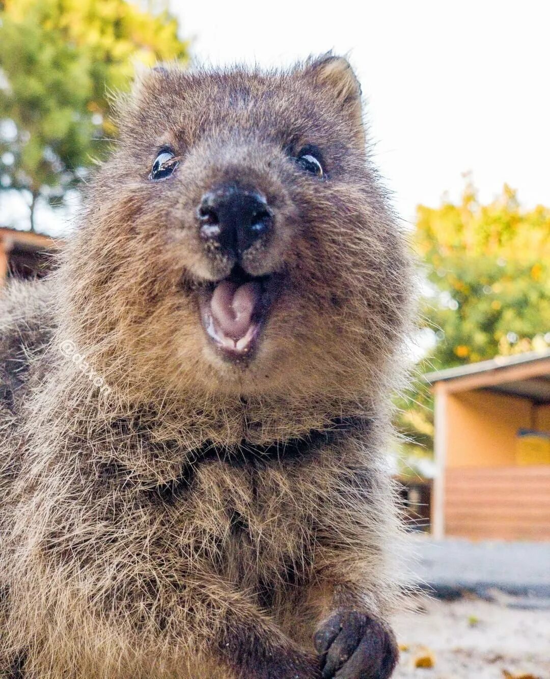 Австралийский зверек квокка. Семейство капибар. Капибара детеныш. Персидская агути. Свинка капибара.