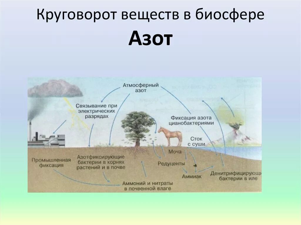 Как осуществляется круговорот веществ. Круговорот веществ в биосфере азот. Биогенный круговорот веществ. Круговорот веществ в биосфере схема. Схему круговорота вещества в биосфере азот.