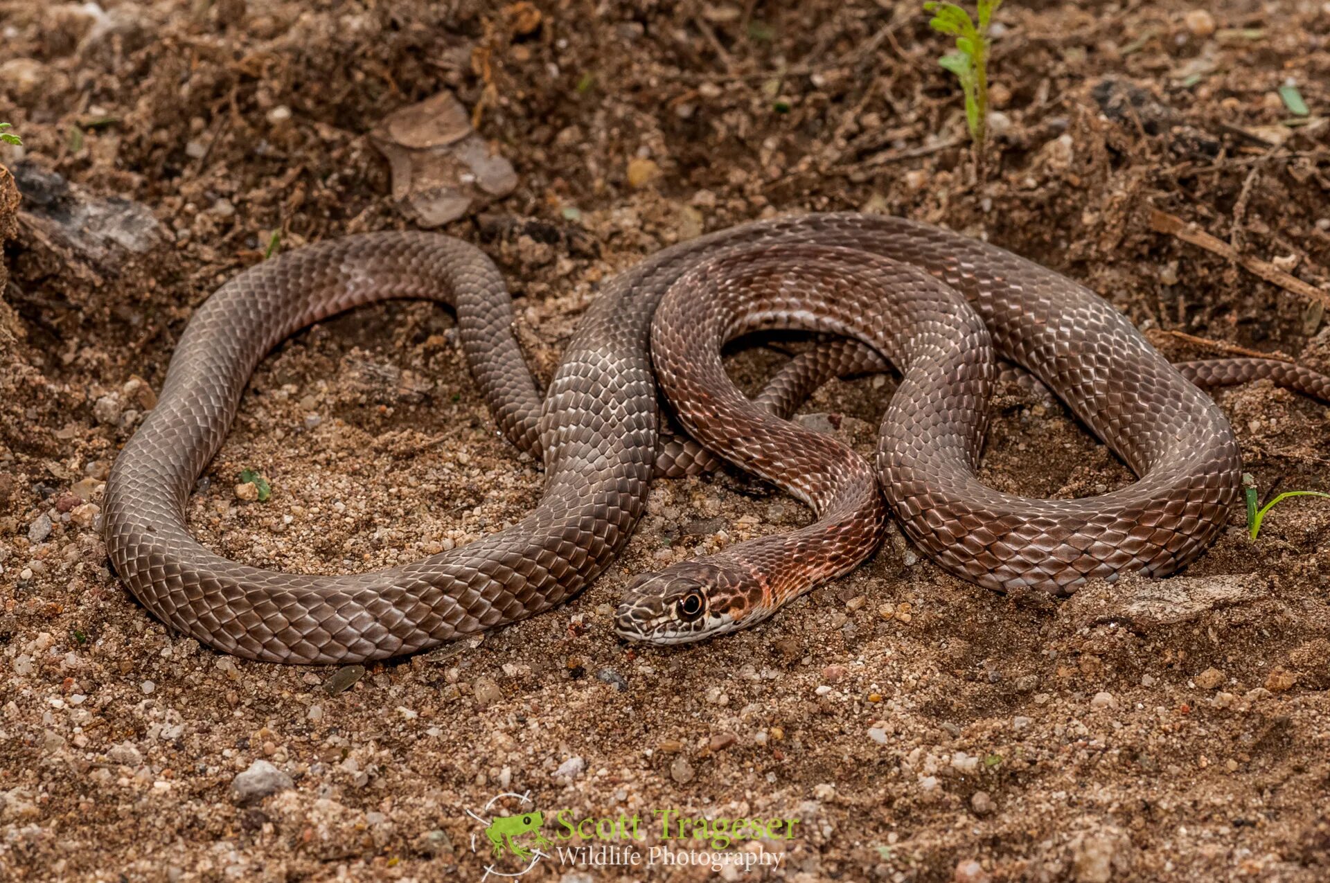 Песня полоза. Плетевидный полоз. Анерия полоз. Masticophis flagellum. Masticophis flagellum flagellum.