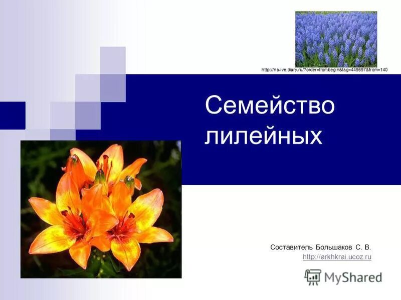 Покрытосеменные растения семейства лилейные. Семейства класса однодольные 7 класс биология. Растения семейства лилейные биология 6 класс. Диаграмма цветка лилейных и злаковых. Декоративные лилейные растения.