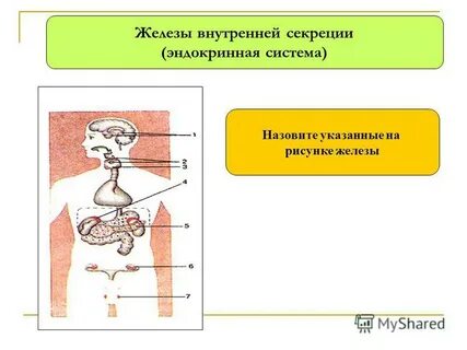 Все железы смешанной секреции
