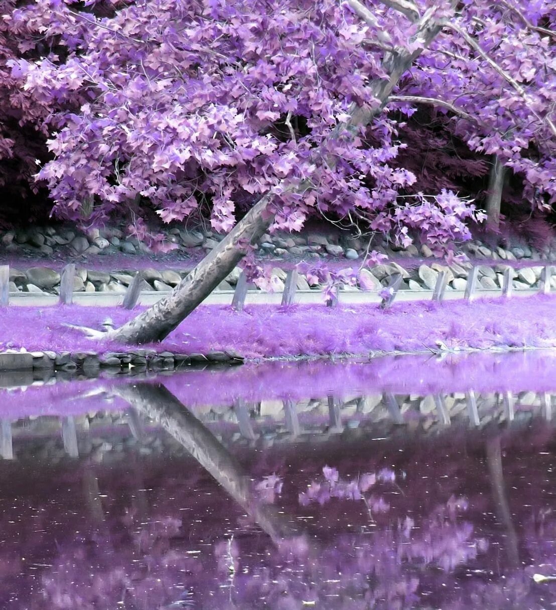 Сакура вода. Сирень и Сакура. Сакура отражение в воде. Цветущие деревья у воды. Фиолетовая Сакура.