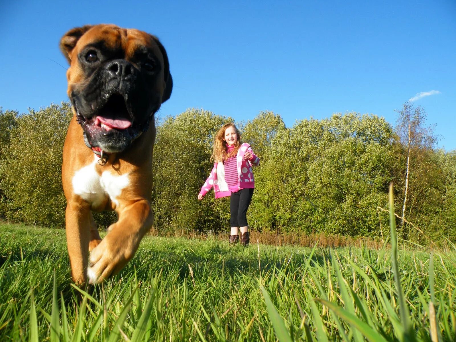 Родезийский риджбек. Путь домой фильм про собаку. Can run. A dog can go. Грустная собака.