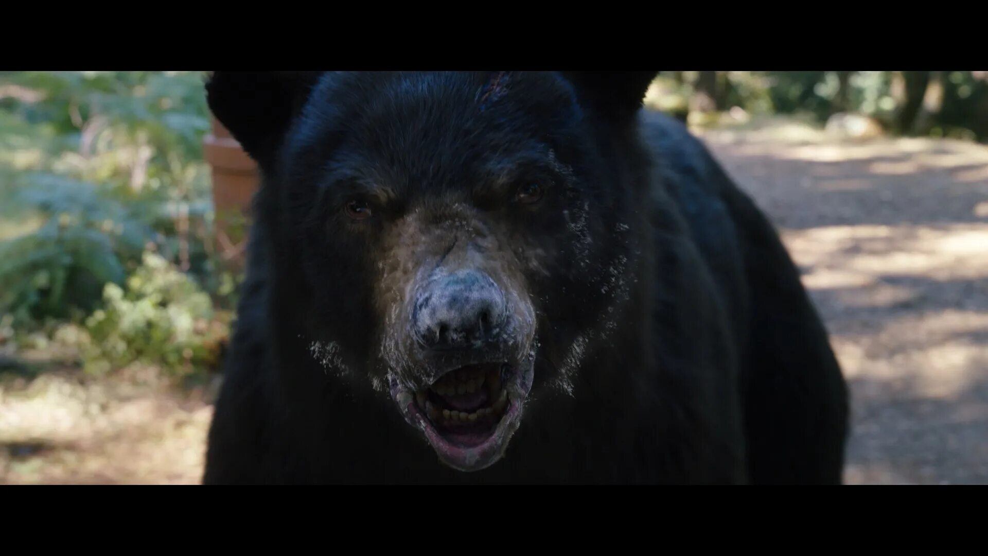 Ответы медвежонок 2023. Кокаиновый медведь медведь. Кокайновый ме.