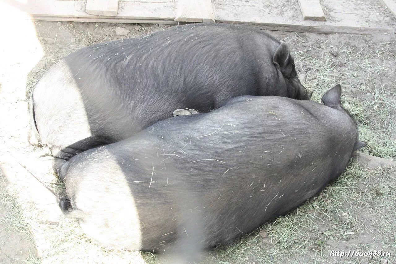 спасо-преображенский монастырь муром. спасский мужской монастырь муром. муромо успенский монастырь. спасо-преображенский монастырь муром духовенство. муром животные монастыре утки.