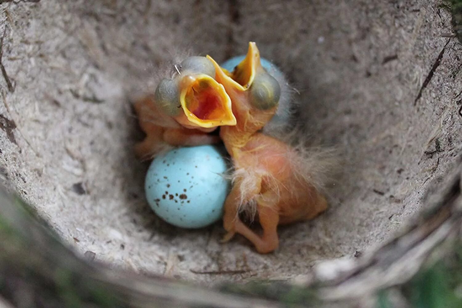 Птенец. Гнездо певчего дрозда. Новорожденная гнездо. Song Thrush Nest.