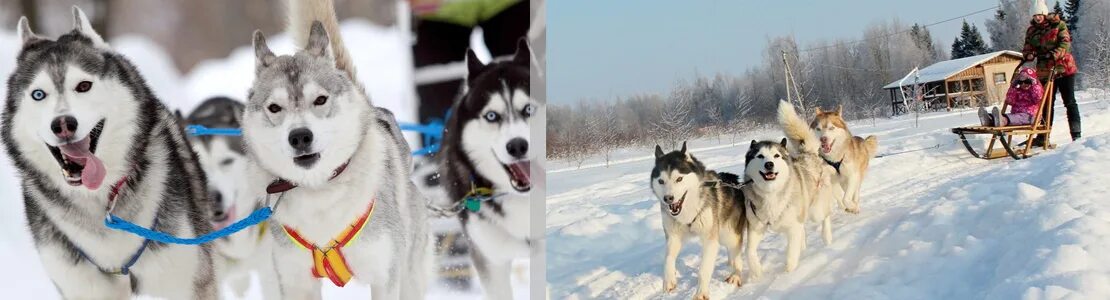 Лайка айс. Питомник сибирских хаски «Dog Winter». Хаски Обломихино. Хаски Кострома Обломихино. Питомник Сибирские хаски и Самоедские лайки Костромская область.