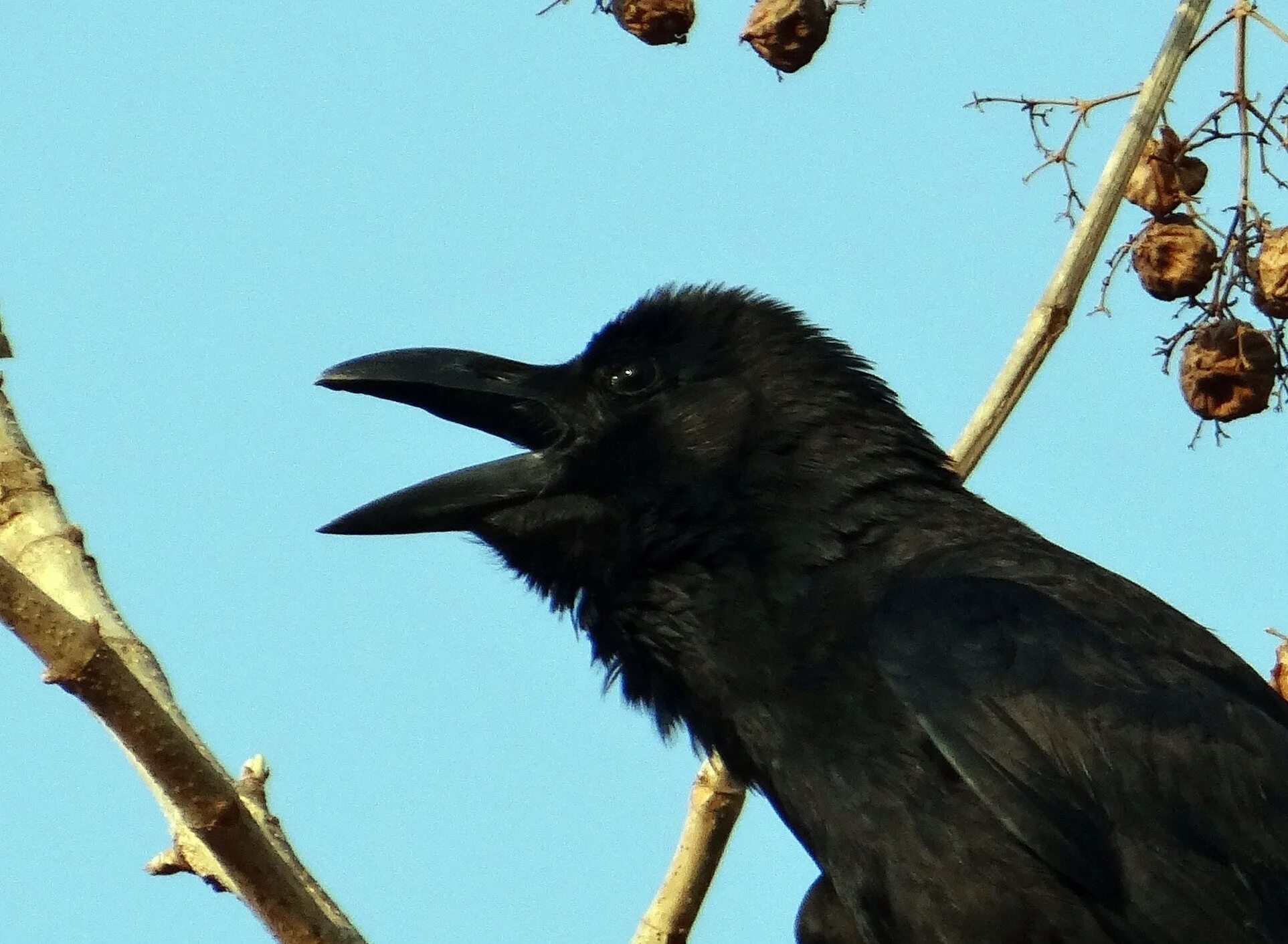 Серая ворона меланист. Corvus macrorhynchos. Большеклювая ворона птенец. Индийская домовая ворона. Ала карга