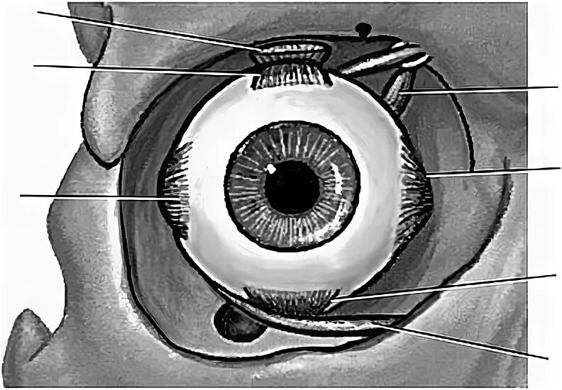 Глазодвигательный аппарат глаза. Глазодвигательные мышцы глаза строение. Расположение мышц глаза. Глазное яблоко глазодвигательные мышцы. Места крепления глазодвигательных мышц