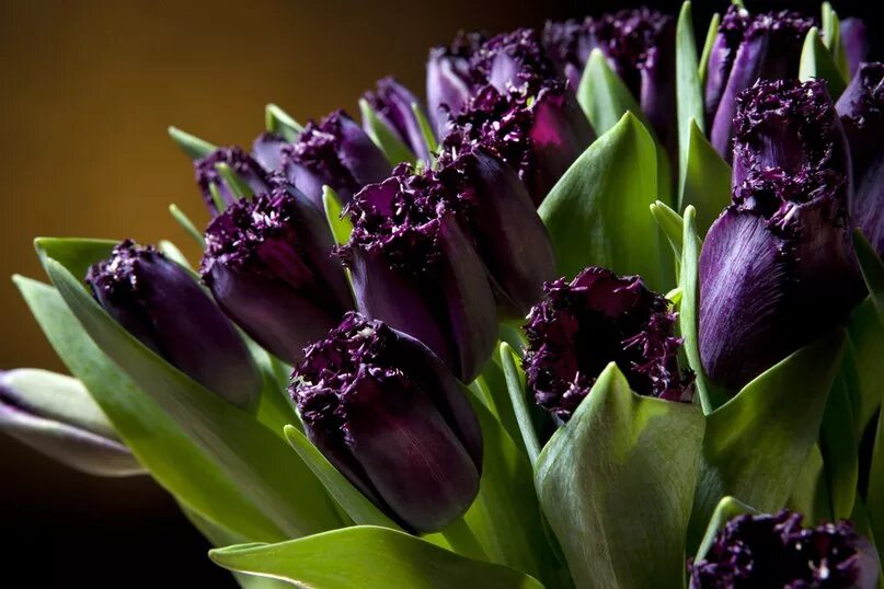 тюльпан сиреневый сандор. фиолетовые тюльпаны к чему. тюльпан пурпл равен. тюльпаны сиреневые дип перпл. тюльпан кассия.