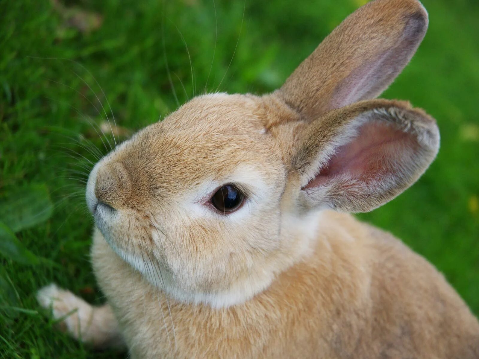 Animals rabbit. Кролик. Кролик фото. Млекопитающие кролик. Картинки животных кролик.