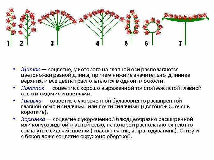 Какое соцветие у ели. Соцветия с цветками на расширенной оси. строение соцветия. соцветие щиток. соцветие на главной оси называют.