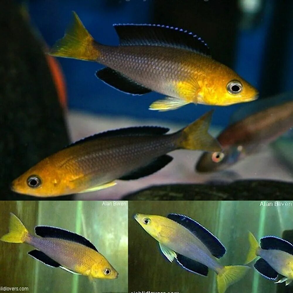 Рыбы озера танганьика. Cyprichromis leptosoma Jumbo Yellow head. Аквариумные рыбки Танганьика. Циприхромис лептосома джамбо Китумба. Цихлиды Танганьики.