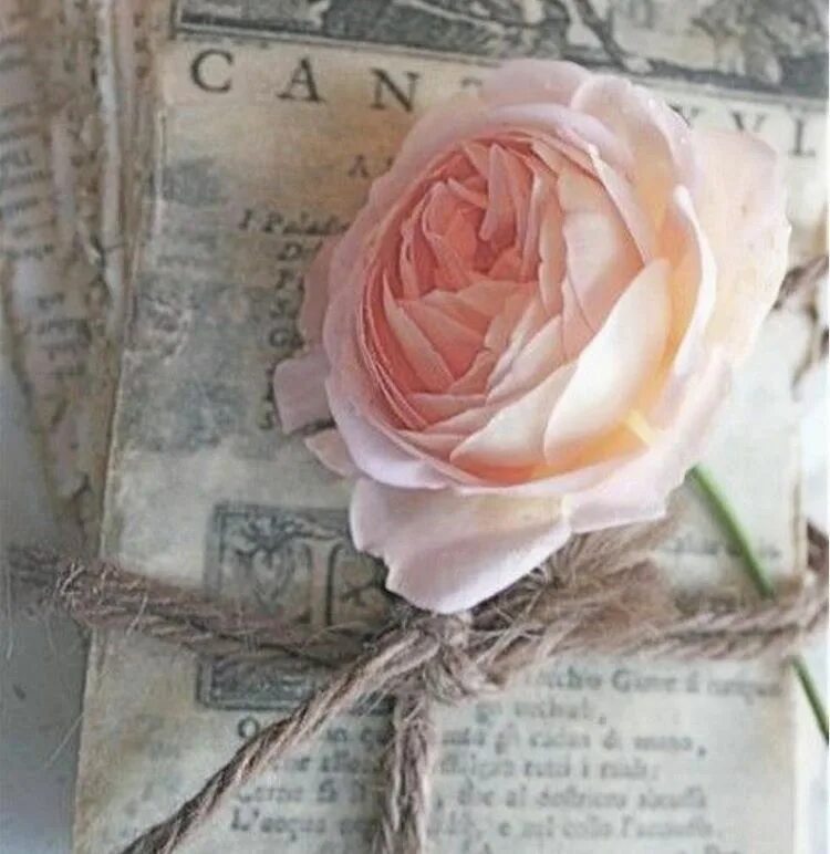 Цветы завернутые в газету. Газета белые розы. Газета roses. Разбросанные цветы. Торт букет.