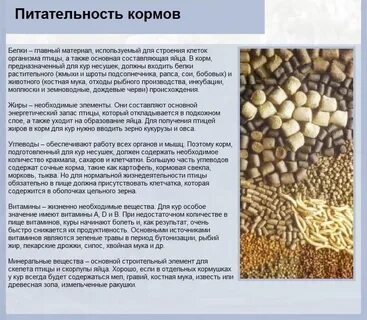 Какой корм лучше курам несушкам