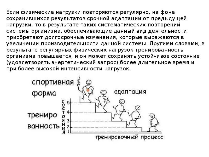 Механизмы адаптации к физическим нагрузкам. Фазы адаптации организма к физическим нагрузкам. Адаптация к физическим нагрузкам (адаптация). Адаптация спортсменов к физическим нагрузкам.