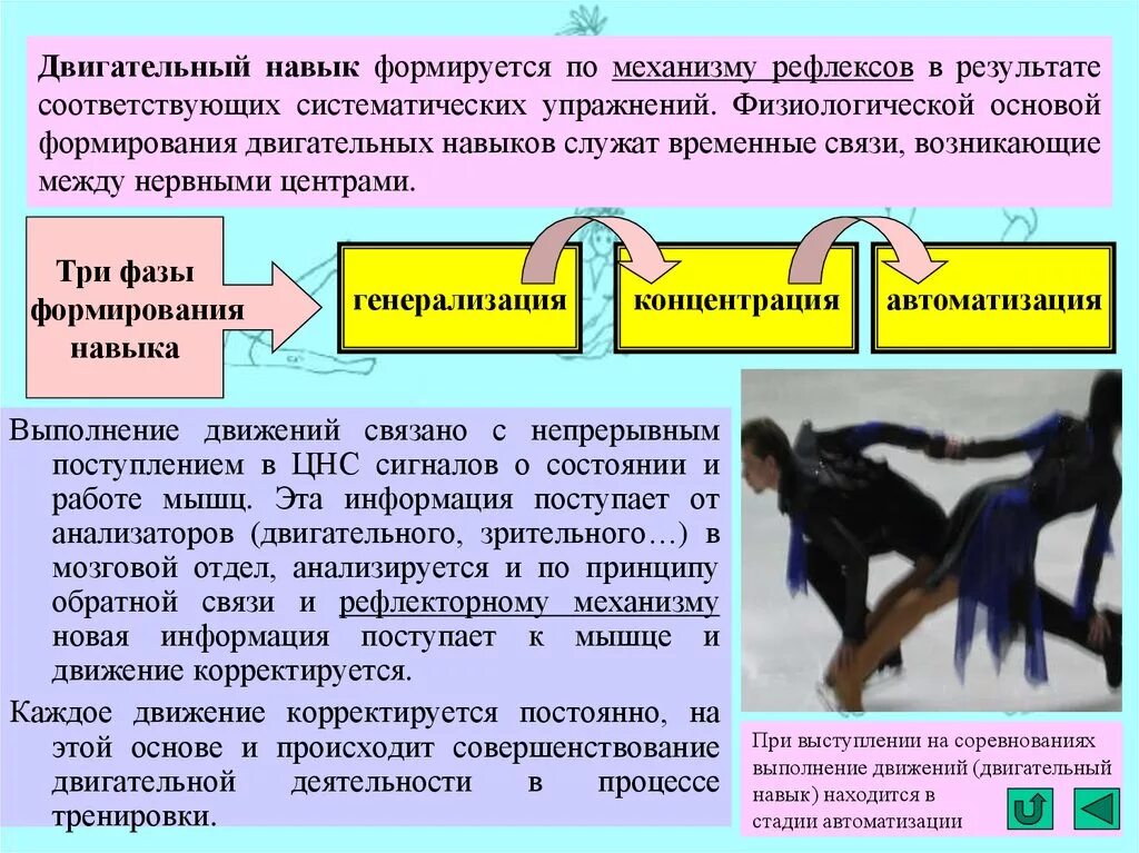 Основы навыка. Физиологический механизм формирования навыка. Механизмы формирования двигательных навыков. Физиологический механизм двигательного навыка. Физиологические основы формирования двигательных навыков.