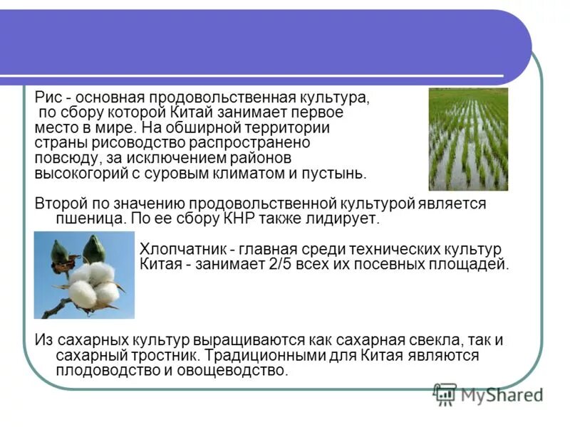 к продовольственным культурам относятся. к продовольственным культурам относятся. специализация сельского хозяйства италии. технические культуры. технические культуры в сельском хозяйстве.