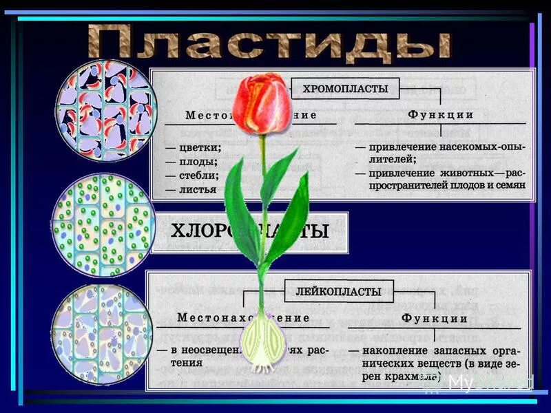 Схема пластиды лейкопласты хлоропласты. Хромопласты у животных. Клетка с пластидами и хлоропластами. Пластиды растительной клетки. Хромопласты у животных.
