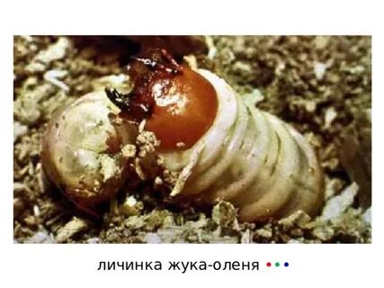 Личинка оленя