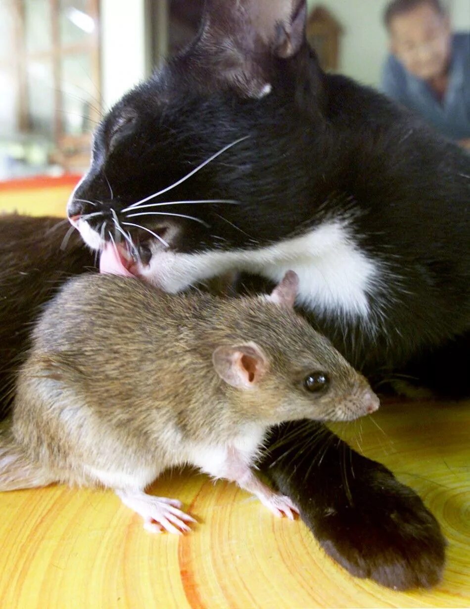 Кот и крыса. Кот и мыши. Крысиная Дружба. Котенок и крысенок. Кошечку мышку