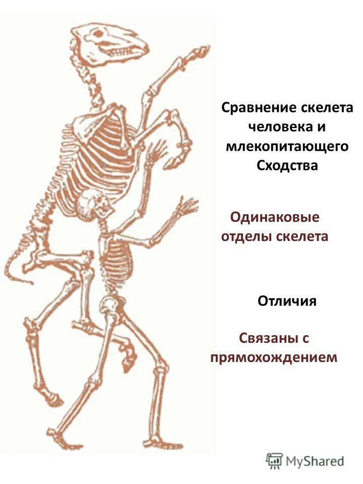 В связи с прямохождением у человека. Широкие кости таза. Отделы позвоночника человека и млекопитающих. Отличия позвоночника человека от млекопитающих. Анатомические особенности человека связанные с прямохождением.