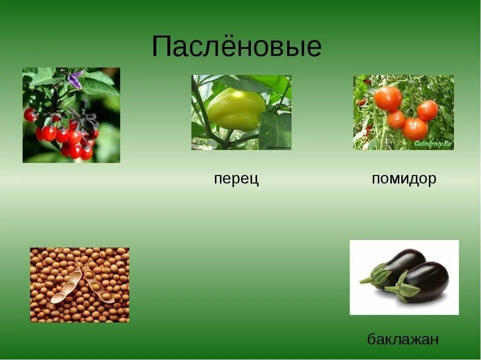 Овощи семейства пасленовых. Кабачок это Пасленовые. Овощи семейства пасленовых перечень. Группа пасленовых овощей. Пасленовые овощи это