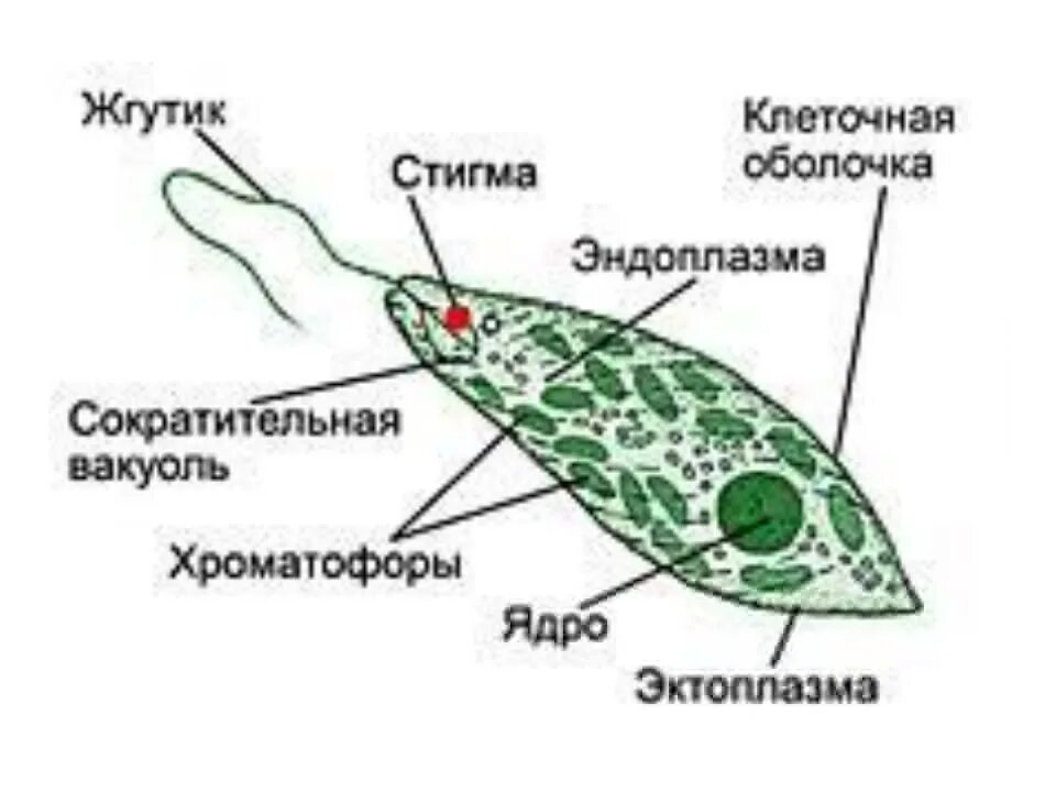 Простейшее имеющее жгутик. Строение жгутиковые эвглена зеленая. эвглена зеленая строение. эвглена под микроскопом строение. строение инфузории эвглены зеленой.