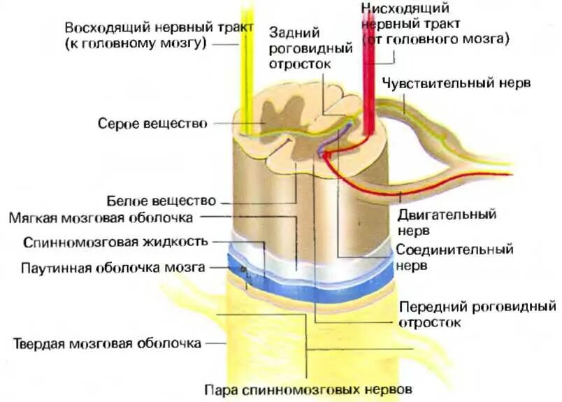 Нисходящий нерв. Восходящие и нисходящие пути спинного мозга. Симпатические ядра спинного мозга залегают. Восходящие тракты спинного и головного мозга. Проводящие пути спинного мозга восходящие и нисходящие.