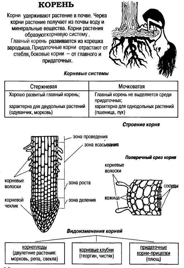 Срезы егэ. Биология клеточное строение корня зона корня таблица. Строение корня ЕГЭ.