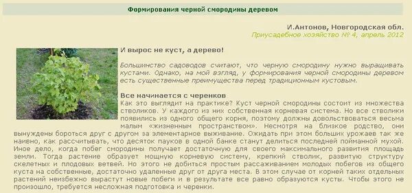 Какая корневая система у крыжовника фото Посадка смородины