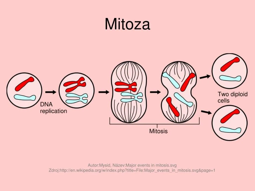 Репликация происходит в профазе митоза. Митоза игра. репликация днк митоз. митоза играть. митоз мем.