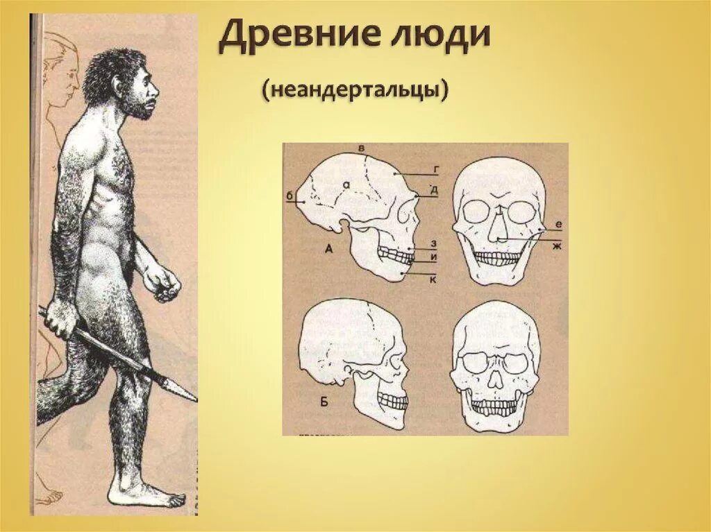 Особенности строения неандертальца. Антропогенез неандертальцы. Древние люди Палеоантропы. Этапы эволюции человека неандерталец. Древние люди - Палеоантропы, неандертальцы.