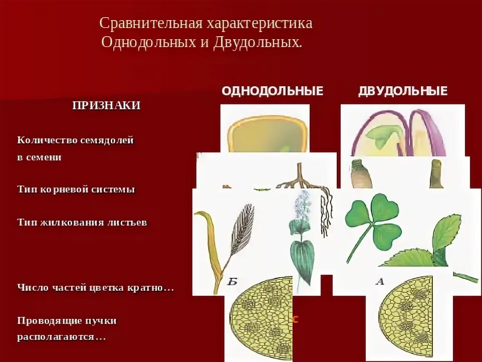 3 признака класса двудольные