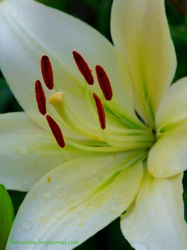 Цветы астельмерия. Альстромерия каллисто. Цветы похожие на маленькие лилии. Цветы астельмерия белая. Альстрёмерия.