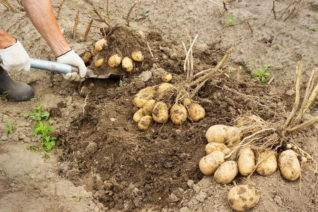 Сорт картофеля Прайм. Урожай картошки. Посадка картошки. Картошка в огороде.