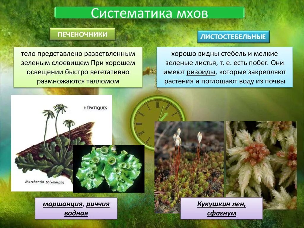 К мохообразным относятся. Мхи печеночные и листостебельные. Классификация мхов. Систематика мхов. Систематика мохообразных.