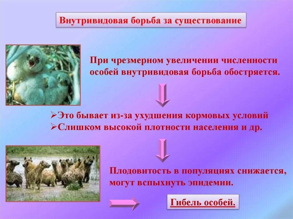 Процесс увеличения количества особей